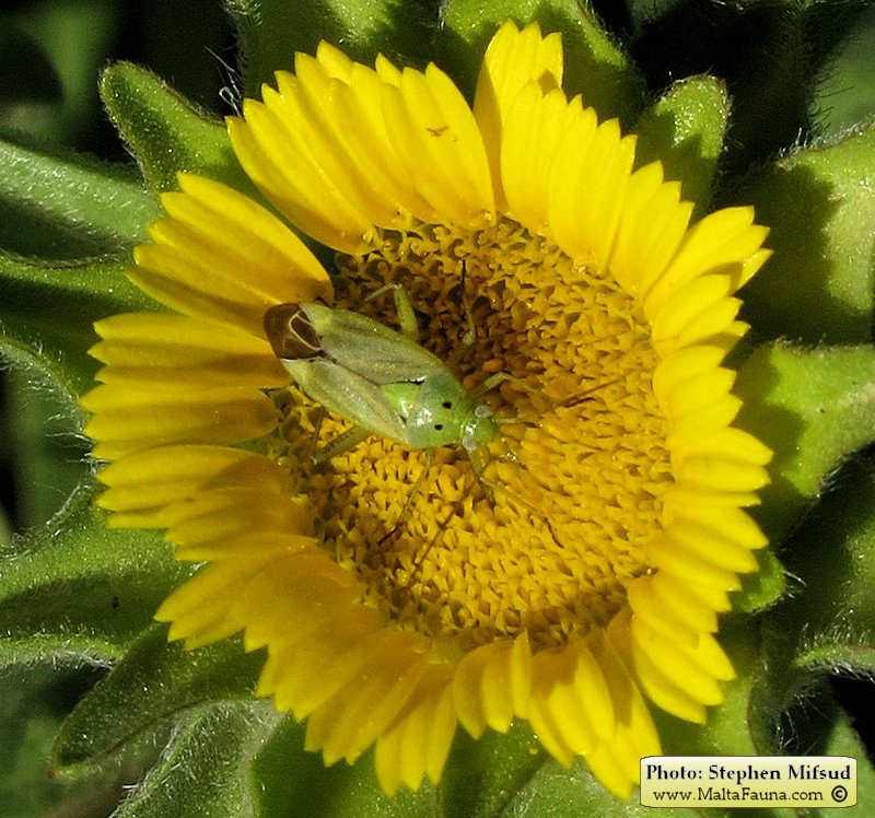 Closterotomus norwegicus (Potato capsid). This page is part of www.MaltaWildPlants.com website by Stephen Mifsud, Malta