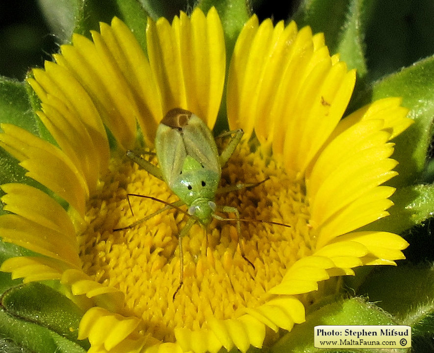 Closterotomus norwegicus (Potato capsid). This page is part of www.MaltaWildPlants.com website by Stephen Mifsud, Malta