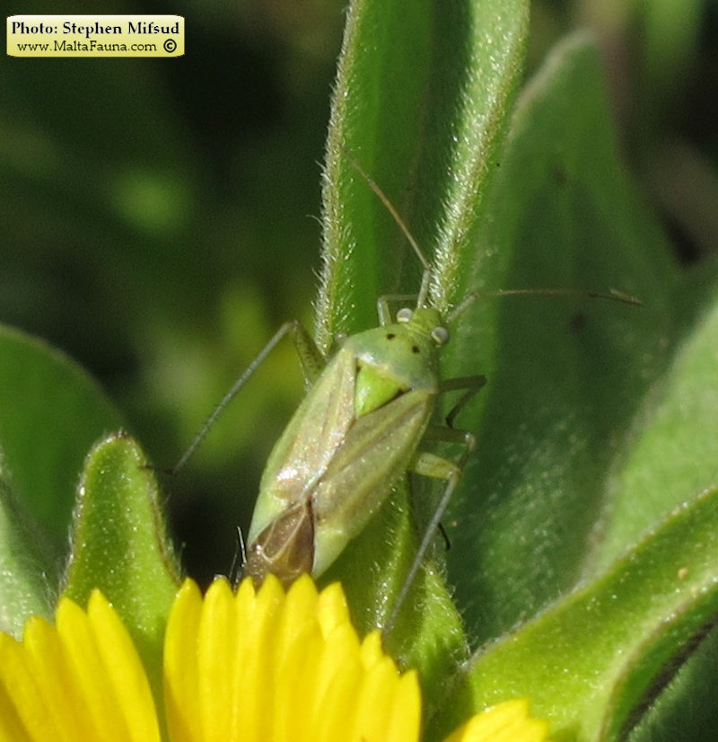 Closterotomus norwegicus (Potato capsid). This page is part of www.MaltaWildPlants.com website by Stephen Mifsud, Malta