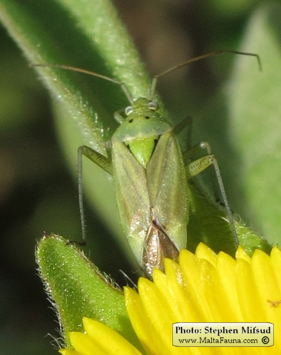 Closterotomus norwegicus (Potato capsid). This page is part of www.MaltaWildPlants.com website by Stephen Mifsud, Malta