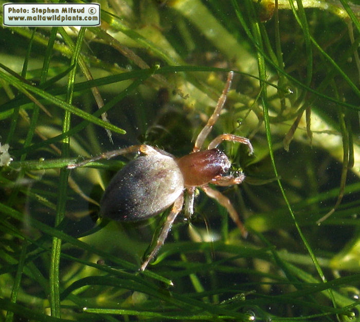 Clubiona leucaspis (Leaf-curling Sac Spider). This page is part of www.MaltaWildPlants.com website by Stephen Mifsud, Malta