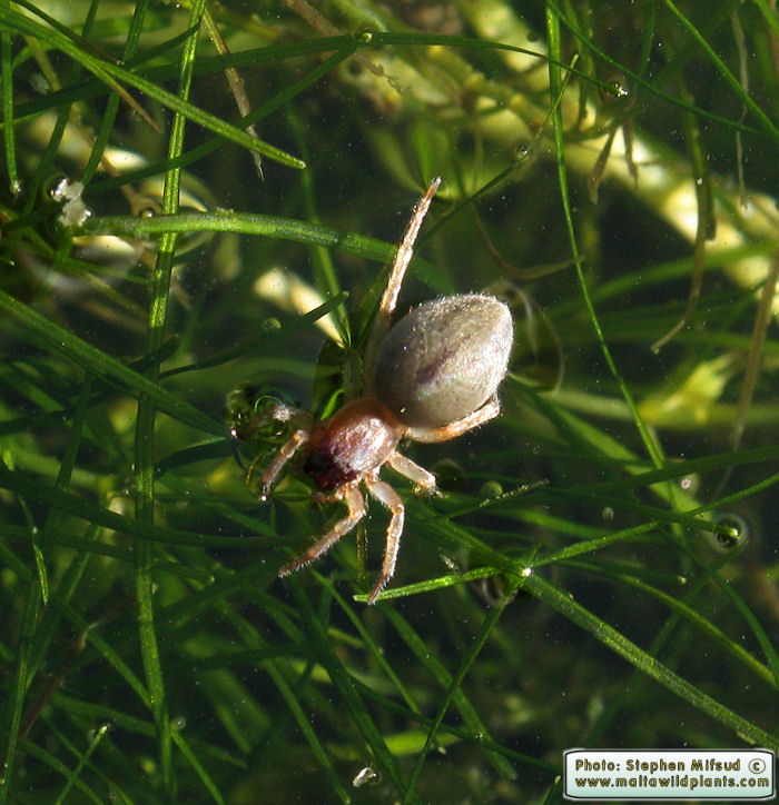 Clubiona leucaspis (Leaf-curling Sac Spider). This page is part of www.MaltaWildPlants.com website by Stephen Mifsud, Malta
