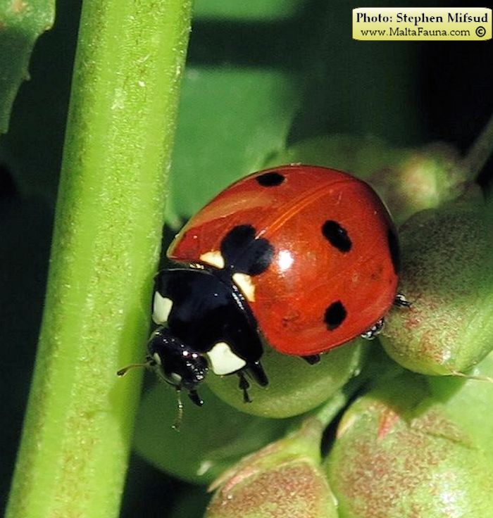 Coccinella septempunctata (Seven-spot Ladybird). This page is part of www.MaltaWildPlants.com website by Stephen Mifsud, Malta