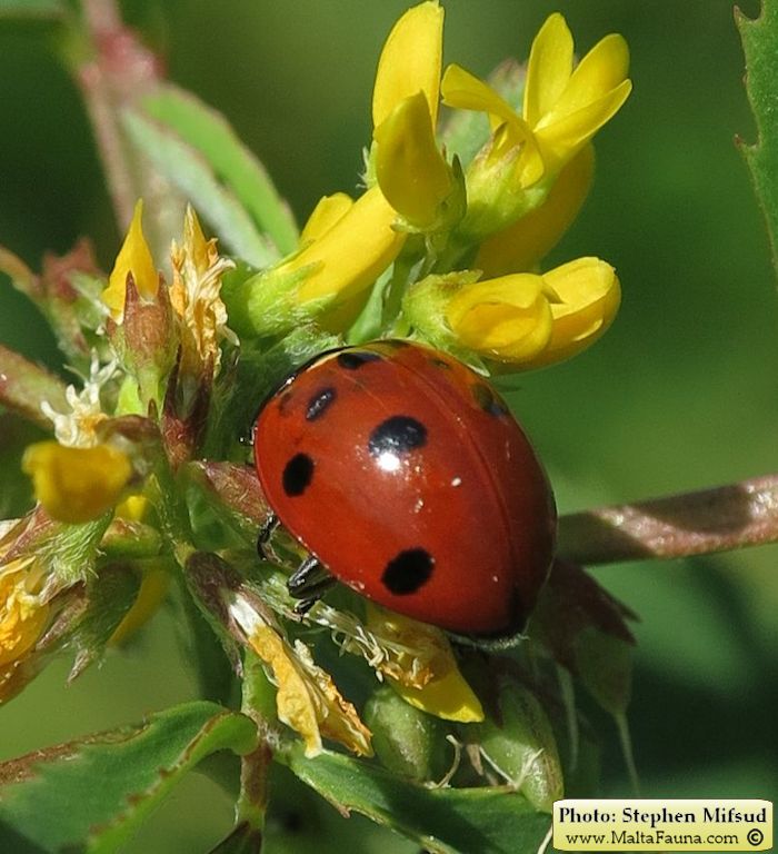 Coccinella septempunctata (Seven-spot Ladybird). This page is part of www.MaltaWildPlants.com website by Stephen Mifsud, Malta