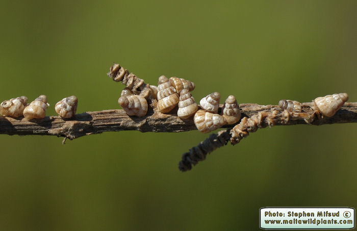 Cochlicella acuta (Pointed snail). This page is part of www.MaltaWildPlants.com website by Stephen Mifsud, Malta