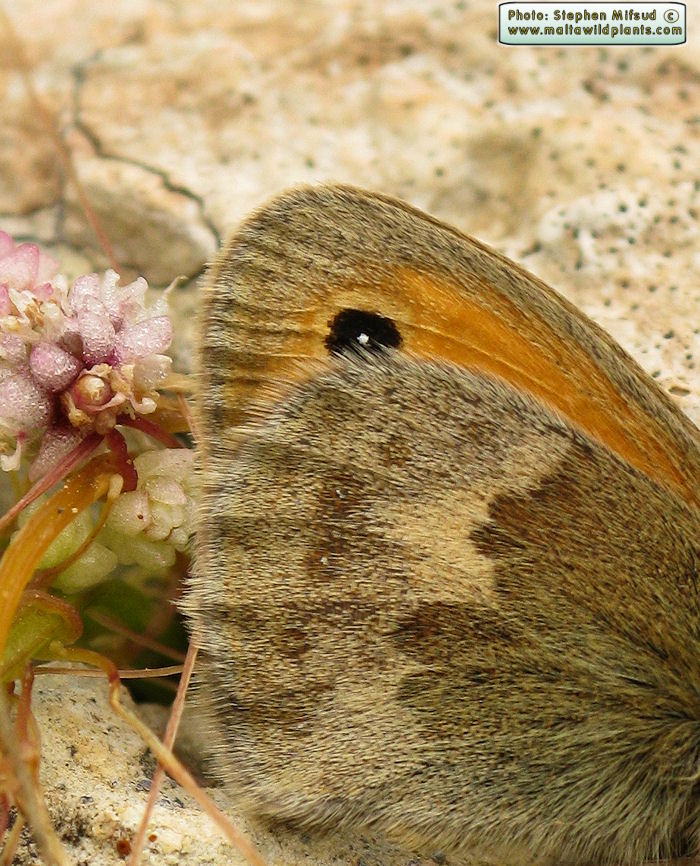 Coenonympha pamphilus (Small Heath). This page is part of www.MaltaWildPlants.com website by Stephen Mifsud, Malta