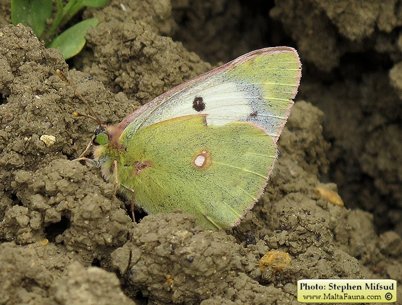 Colias croceus (Clouded yellow). This page is part of www.MaltaWildPlants.com website by Stephen Mifsud, Malta