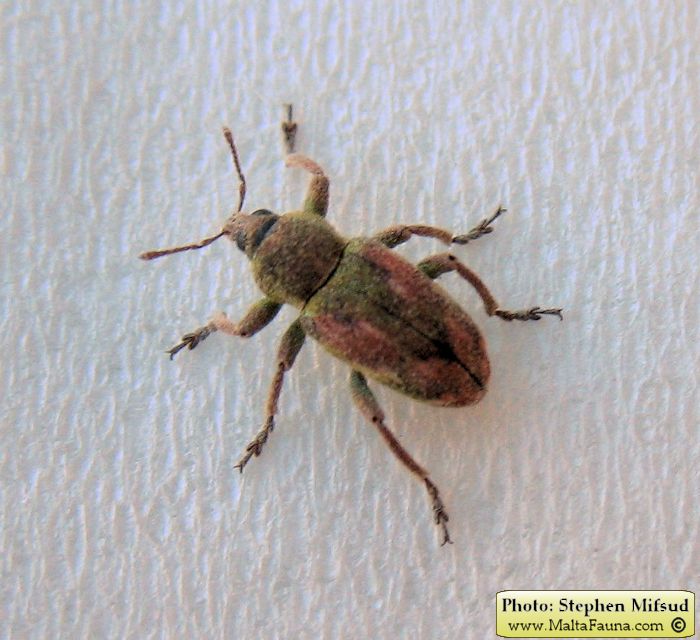 Coniatus tamarisci (English name not known). This page is part of www.MaltaWildPlants.com website by Stephen Mifsud, Malta