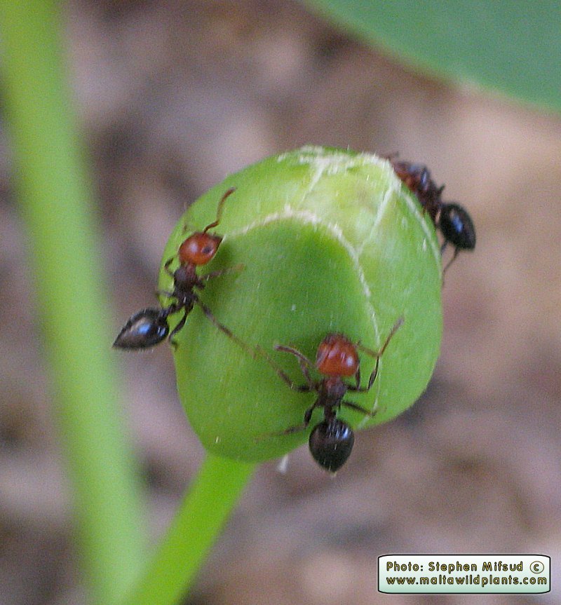 Crematogaster scutellaris (Cocktail ant). This page is part of www.MaltaWildPlants.com website by Stephen Mifsud, Malta
