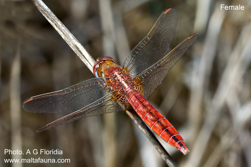 Crocothemis erythraea (Scarlet darter). This page is part of www.MaltaWildPlants.com website by Stephen Mifsud, Malta