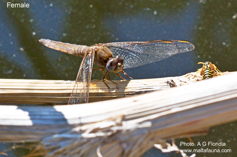 Crocothemis erythraea (Scarlet darter). This page is part of www.MaltaWildPlants.com website by Stephen Mifsud, Malta