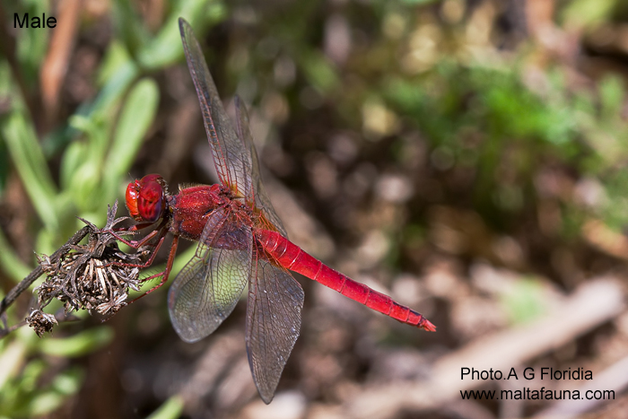 Crocothemis erythraea (Scarlet darter). This page is part of www.MaltaWildPlants.com website by Stephen Mifsud, Malta