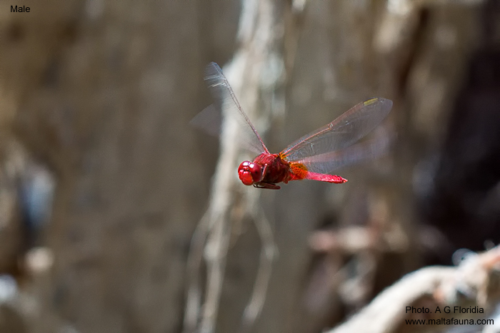 Crocothemis erythraea (Scarlet darter). This page is part of www.MaltaWildPlants.com website by Stephen Mifsud, Malta