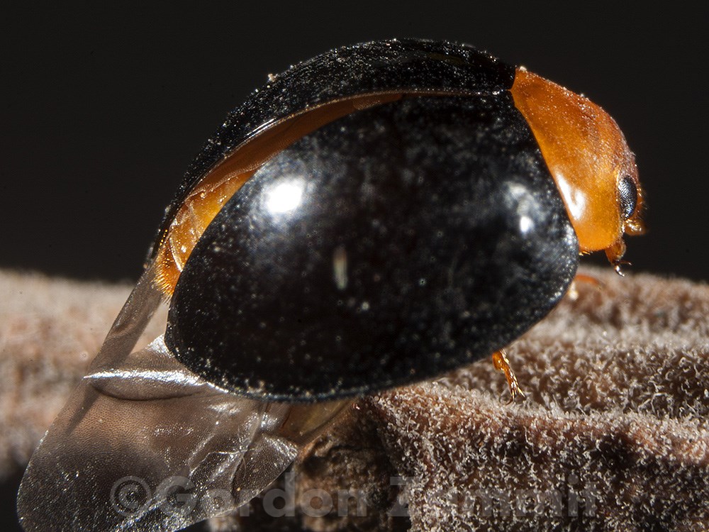 Cryptolaemus montrouzieri (Mealybug Ladybird). This page is part of www.MaltaWildPlants.com website by Stephen Mifsud, Malta