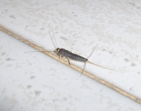 Ctenolepisma longicaudata (House Silverfish). This page is part of www.MaltaWildPlants.com website by Stephen Mifsud, Malta