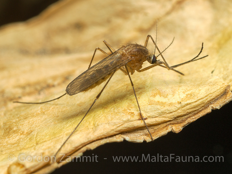 Culex pipiens (Common House Mosquito). This page is part of www.MaltaWildPlants.com website by Stephen Mifsud, Malta
