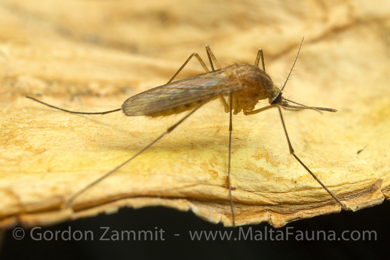 Culex pipiens (Common House Mosquito). This page is part of www.MaltaWildPlants.com website by Stephen Mifsud, Malta