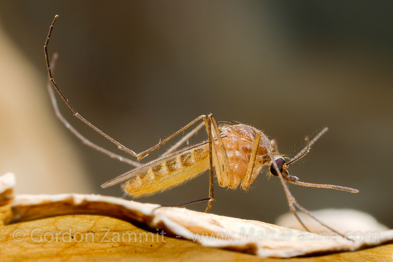 Culex pipiens (Common House Mosquito). This page is part of www.MaltaWildPlants.com website by Stephen Mifsud, Malta