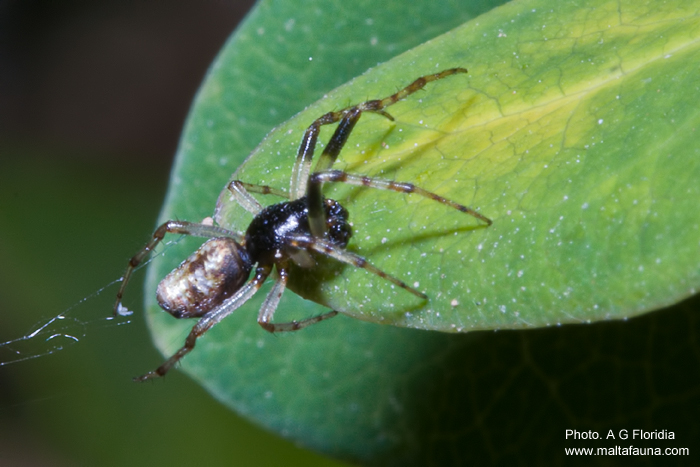 Cyclosa insulana (Island Cyclosa Spider). This page is part of www.MaltaWildPlants.com website by Stephen Mifsud, Malta