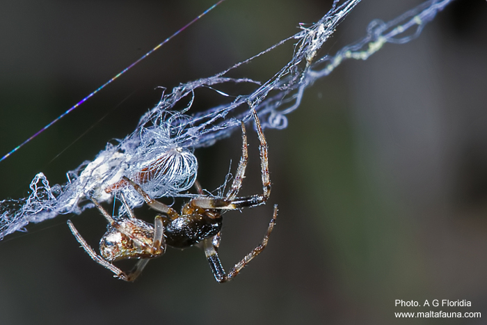 Cyclosa insulana (Island Cyclosa Spider). This page is part of www.MaltaWildPlants.com website by Stephen Mifsud, Malta