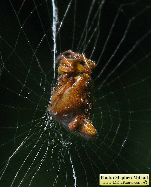 Cyclosa insulana (Island Cyclosa Spider). This page is part of www.MaltaWildPlants.com website by Stephen Mifsud, Malta