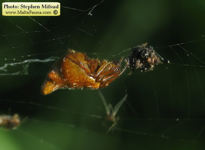 Cyclosa insulana (Island Cyclosa Spider). This page is part of www.MaltaWildPlants.com website by Stephen Mifsud, Malta