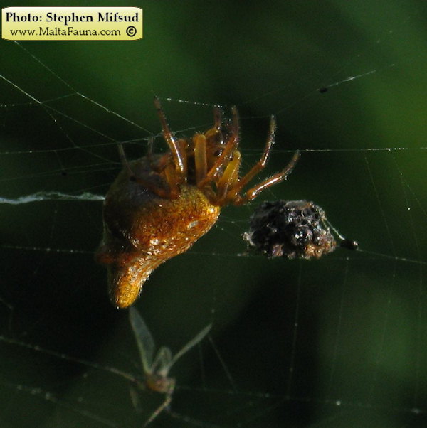 Cyclosa insulana (Island Cyclosa Spider). This page is part of www.MaltaWildPlants.com website by Stephen Mifsud, Malta