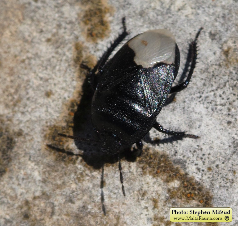 Cydnus aterrimus (). This page is part of www.MaltaWildPlants.com website by Stephen Mifsud, Malta