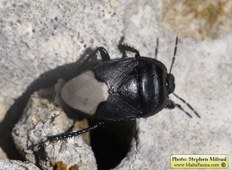 Cydnus aterrimus (). This page is part of www.MaltaWildPlants.com website by Stephen Mifsud, Malta