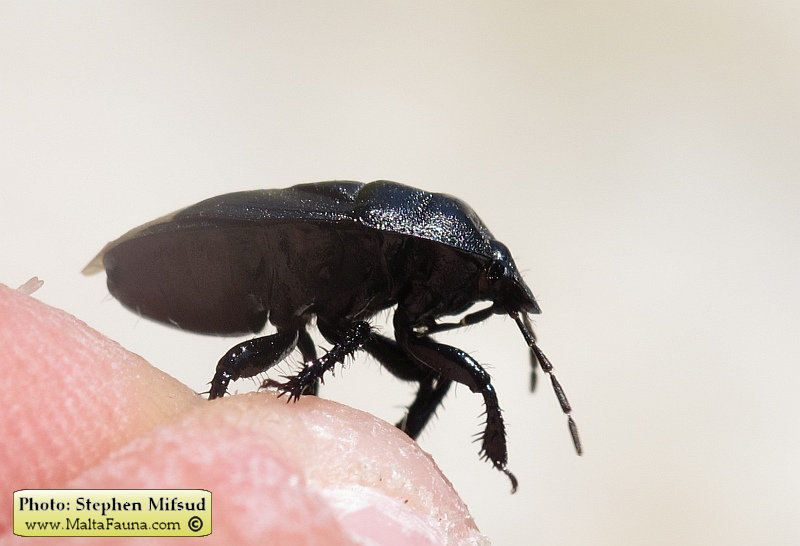 Cydnus aterrimus (). This page is part of www.MaltaWildPlants.com website by Stephen Mifsud, Malta