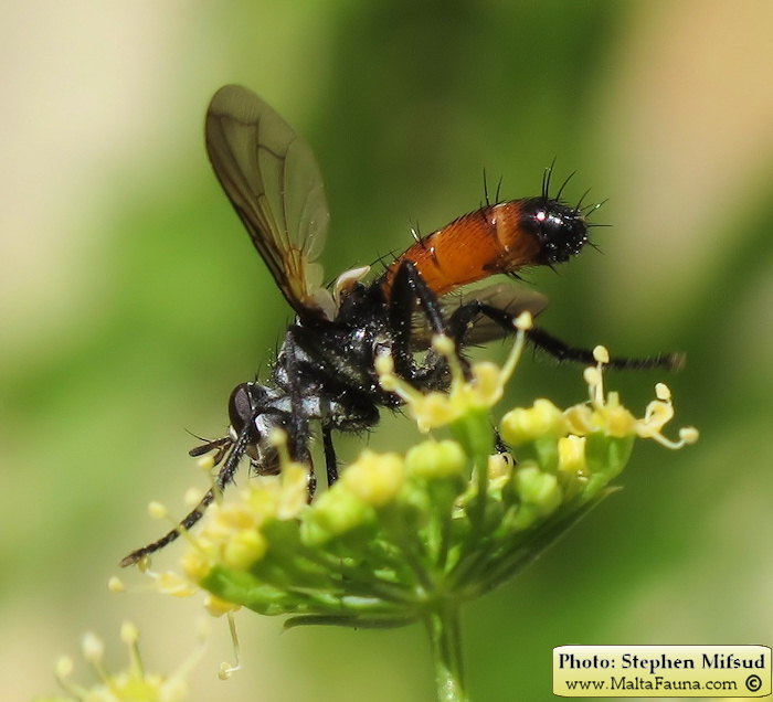 Cylindromyia intermedia (Red-Tailed Tachinid). This page is part of www.MaltaWildPlants.com website by Stephen Mifsud, Malta