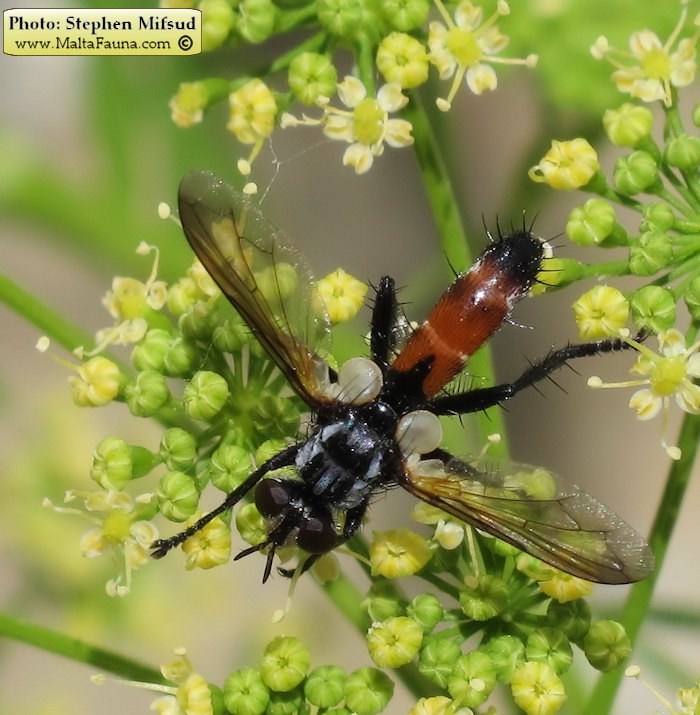 Cylindromyia intermedia (Red-Tailed Tachinid). This page is part of www.MaltaWildPlants.com website by Stephen Mifsud, Malta