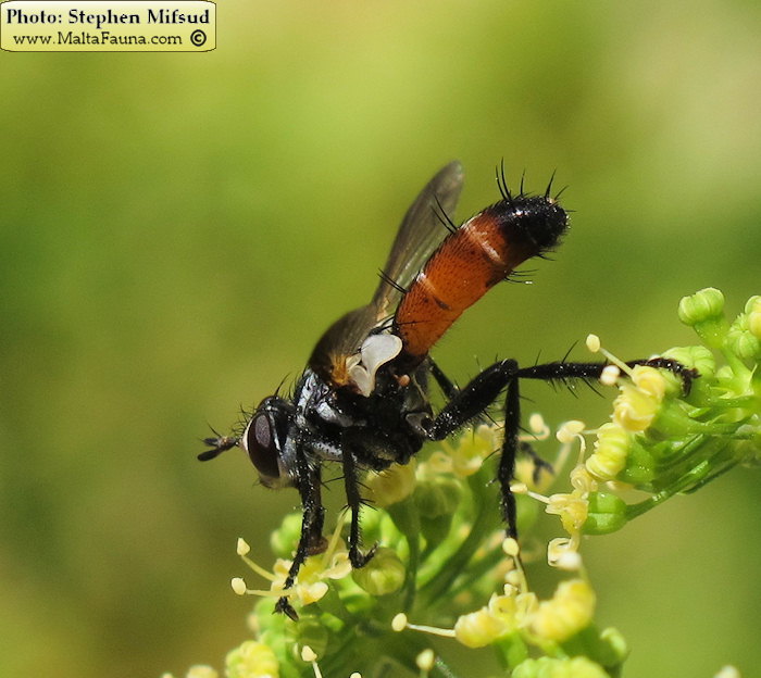 Cylindromyia intermedia (Red-Tailed Tachinid). This page is part of www.MaltaWildPlants.com website by Stephen Mifsud, Malta