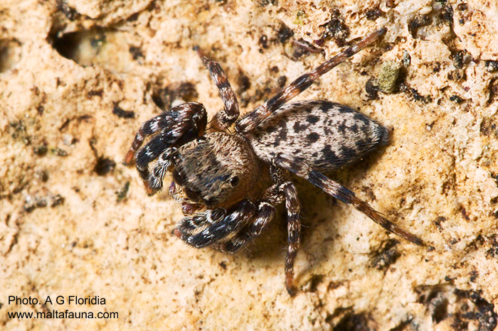 Cyrba algerina (Algerian Jumping Spider). This page is part of www.MaltaWildPlants.com website by Stephen Mifsud, Malta