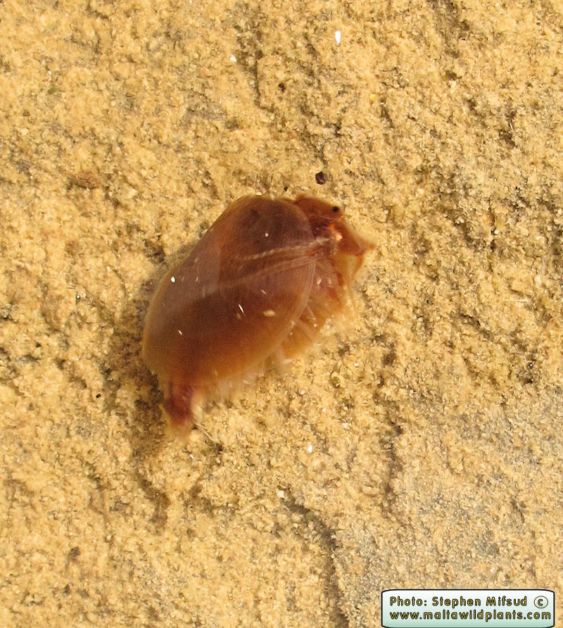 Cyzicus tetracerus (Clam Shrimp). This page is part of www.MaltaWildPlants.com website by Stephen Mifsud, Malta