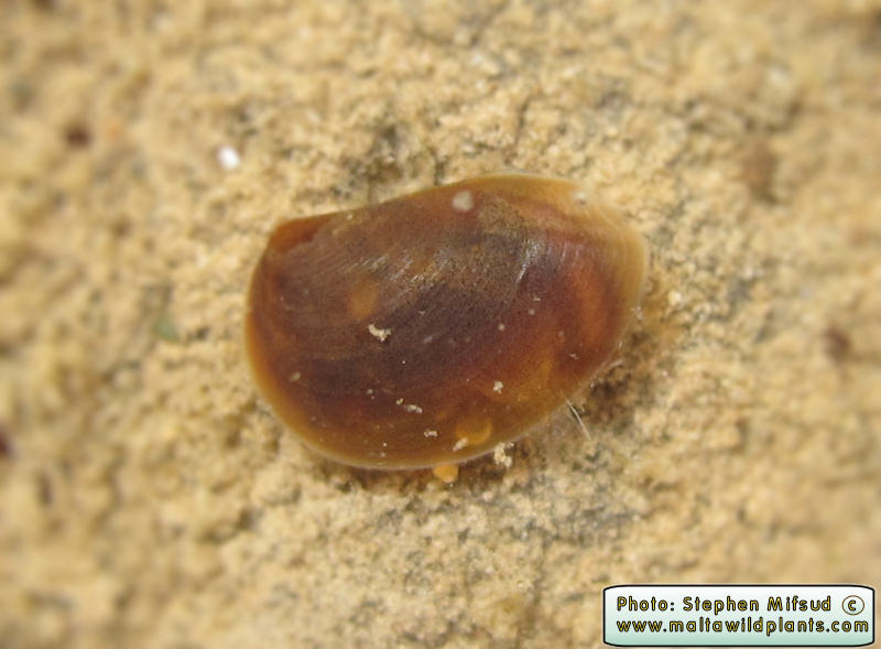 Cyzicus tetracerus (Clam Shrimp). This page is part of www.MaltaWildPlants.com website by Stephen Mifsud, Malta
