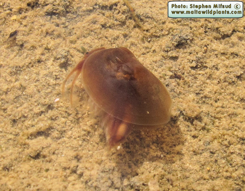 Cyzicus tetracerus (Clam Shrimp). This page is part of www.MaltaWildPlants.com website by Stephen Mifsud, Malta