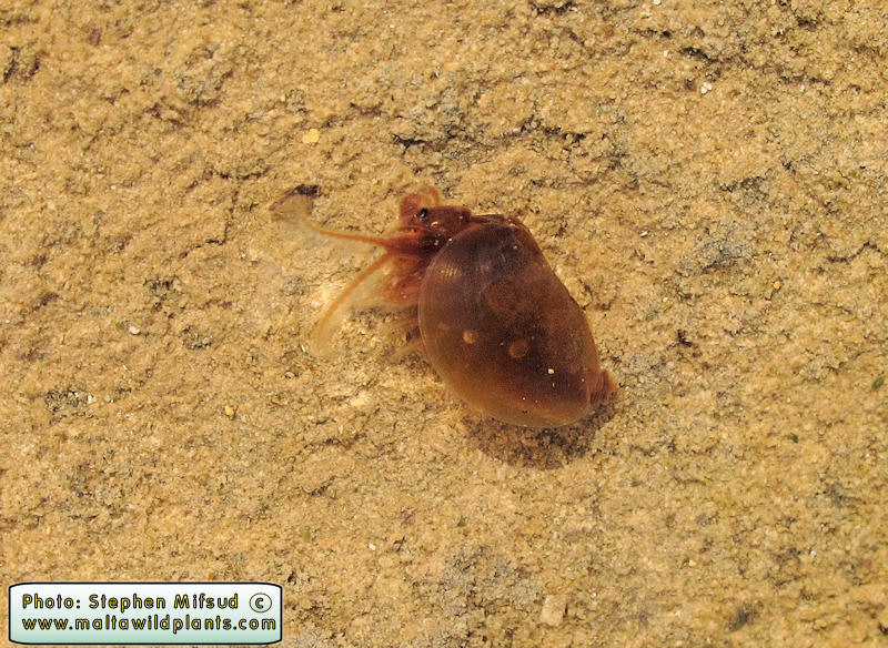 Cyzicus tetracerus (Clam Shrimp). This page is part of www.MaltaWildPlants.com website by Stephen Mifsud, Malta