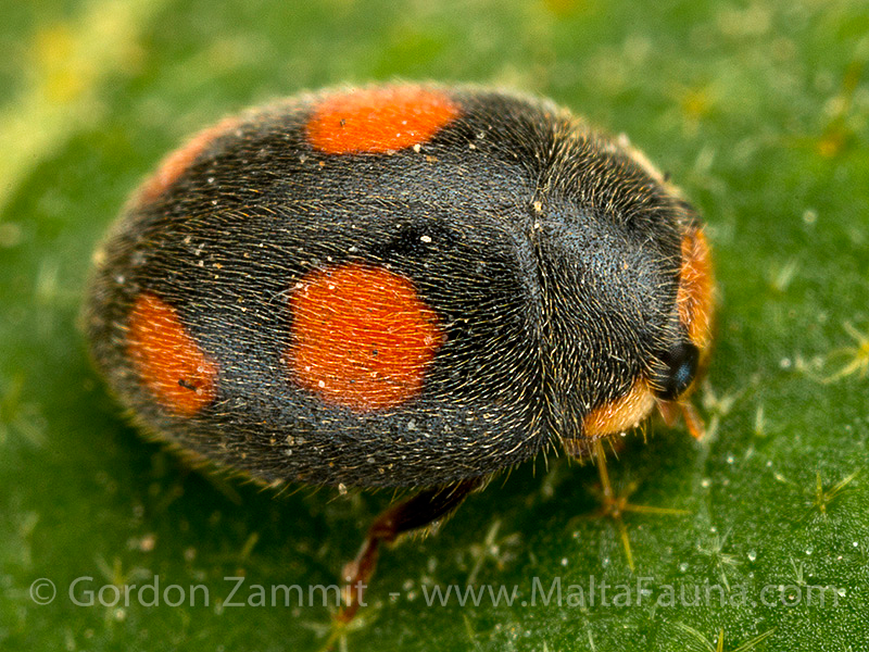 Diomus notescens (English name not known). This page is part of www.MaltaWildPlants.com website by Stephen Mifsud, Malta