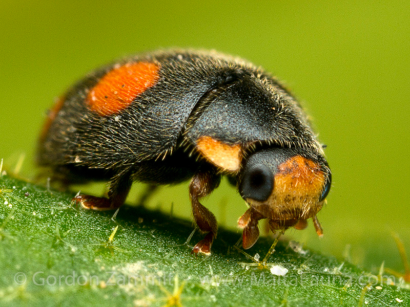 Diomus notescens (English name not known). This page is part of www.MaltaWildPlants.com website by Stephen Mifsud, Malta