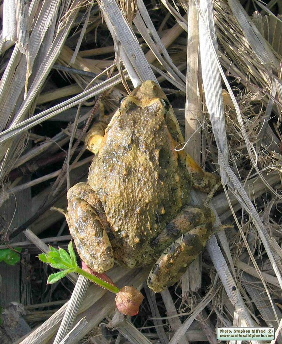 Discoglossus pictus (Painted Frog). This page is part of www.MaltaWildPlants.com website by Stephen Mifsud, Malta