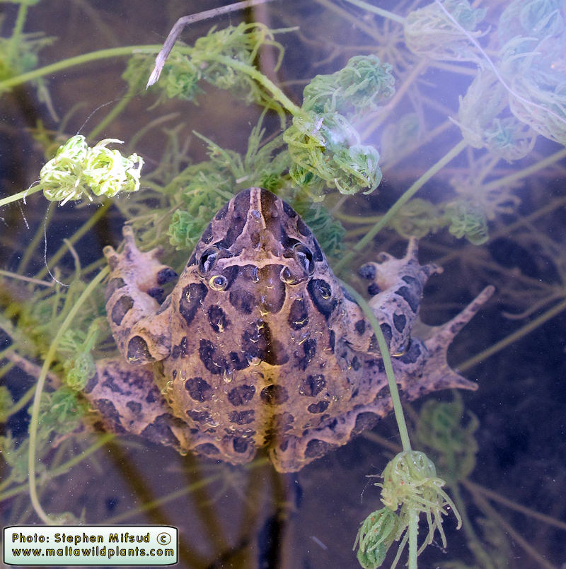 Discoglossus pictus (Painted Frog). This page is part of www.MaltaWildPlants.com website by Stephen Mifsud, Malta