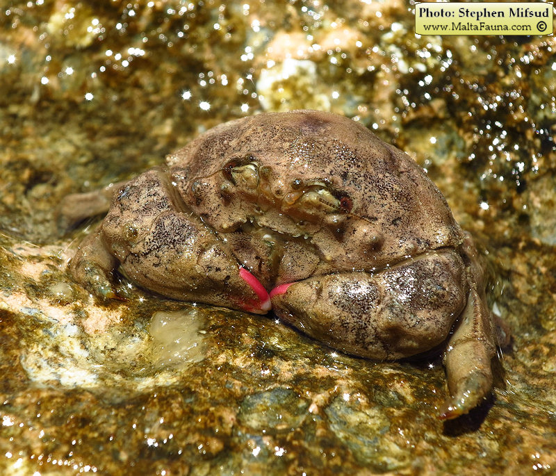 Dromia personata (Sponge Crab). This page is part of www.MaltaWildPlants.com website by Stephen Mifsud, Malta