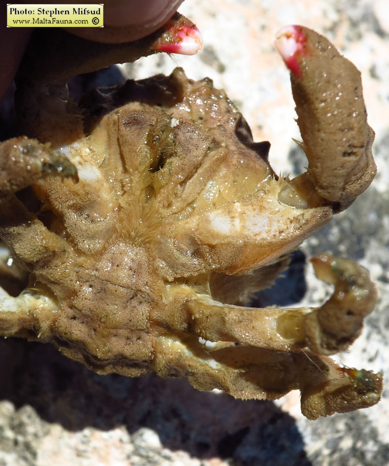 Dromia personata (Sponge Crab). This page is part of www.MaltaWildPlants.com website by Stephen Mifsud, Malta