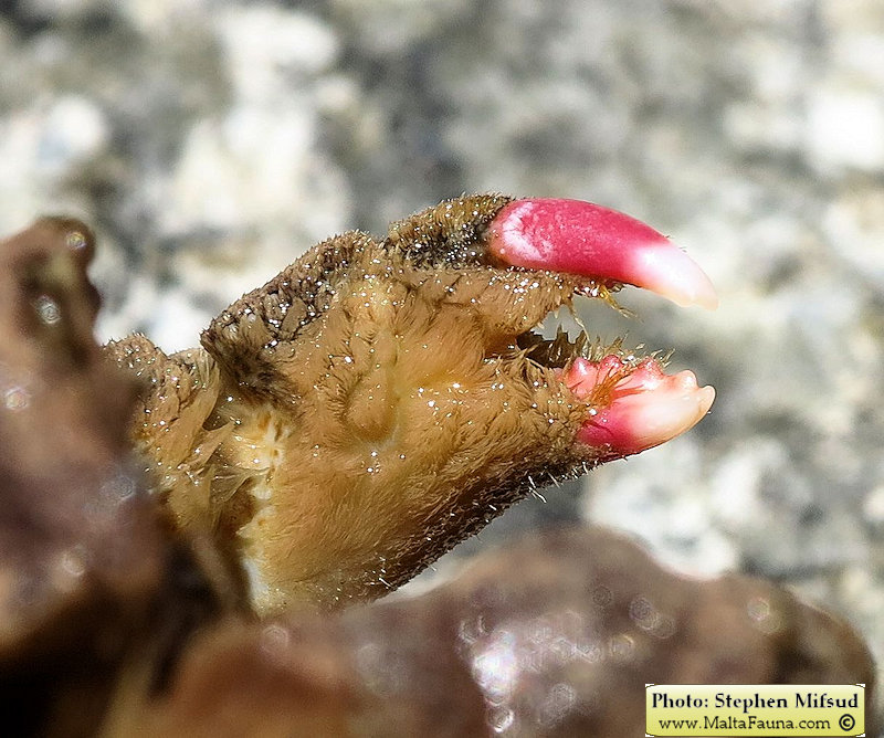 Dromia personata (Sponge Crab). This page is part of www.MaltaWildPlants.com website by Stephen Mifsud, Malta