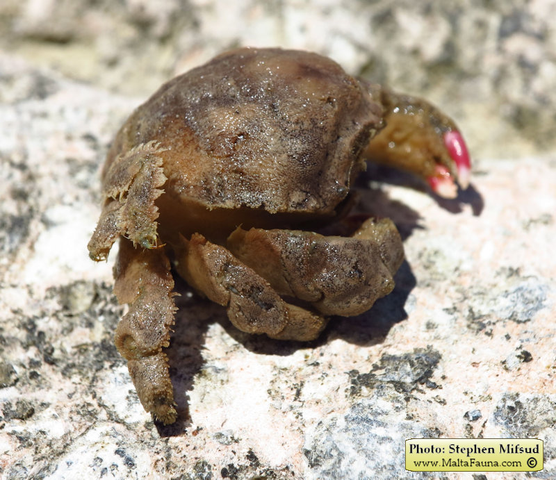 Dromia personata (Sponge Crab). This page is part of www.MaltaWildPlants.com website by Stephen Mifsud, Malta
