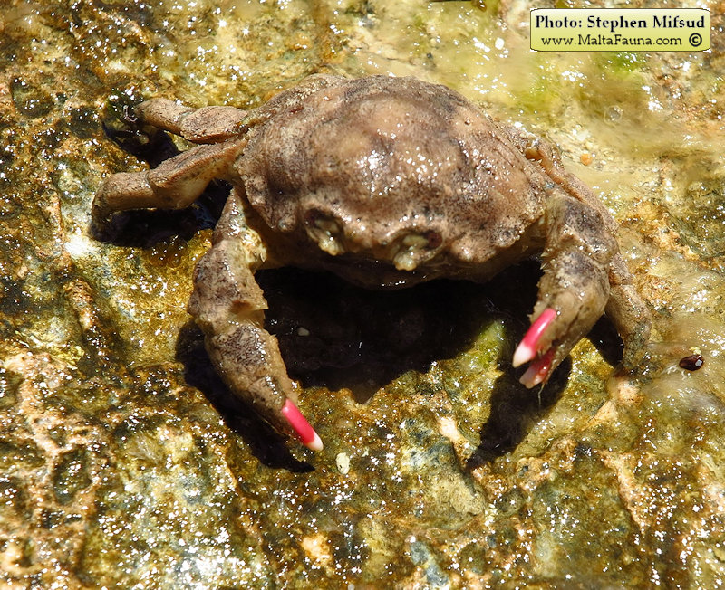 Dromia personata (Sponge Crab). This page is part of www.MaltaWildPlants.com website by Stephen Mifsud, Malta