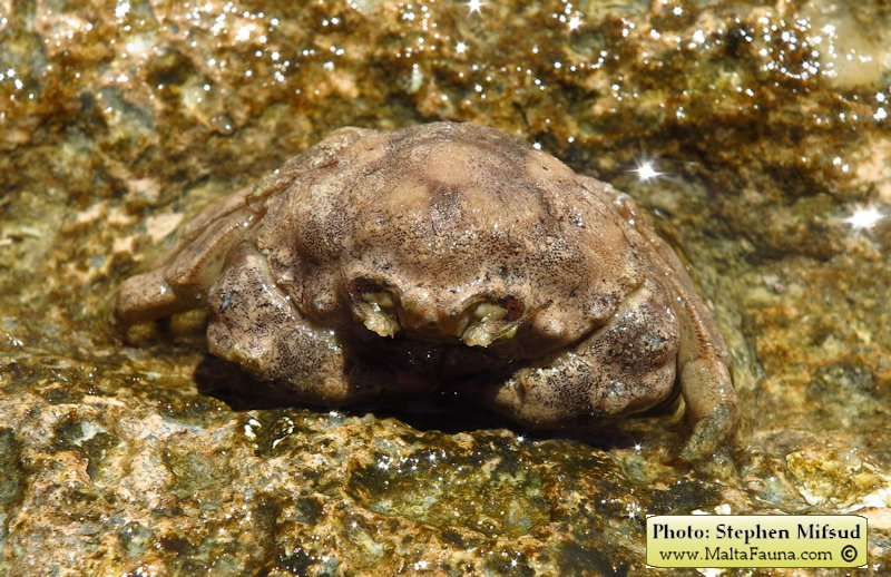 Dromia personata (Sponge Crab). This page is part of www.MaltaWildPlants.com website by Stephen Mifsud, Malta