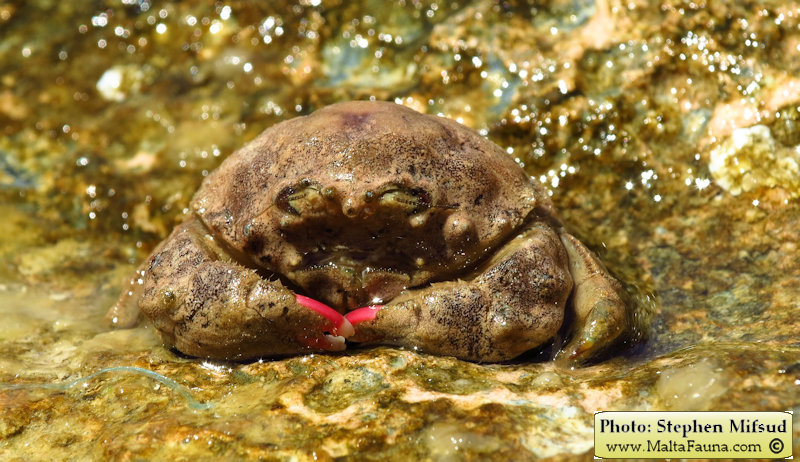 Dromia personata (Sponge Crab). This page is part of www.MaltaWildPlants.com website by Stephen Mifsud, Malta