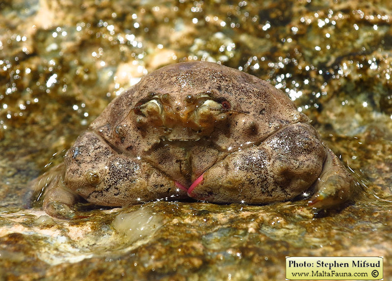 Dromia personata (Sponge Crab). This page is part of www.MaltaWildPlants.com website by Stephen Mifsud, Malta